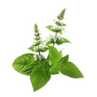 Basil Plant with Green Leaves and White Flowers AI-Generative png