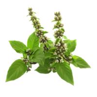 Plant with Green Leaves and Flowers on Transparent Background AI-Generative png