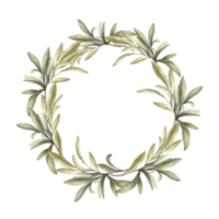 Olive branch, fruitless with green leaves. Watercolor wreath Botanical laurel leaf round composition. Hand drawn illustration for floral label, greeting card, wedding invitation on isolated background png
