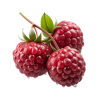 realistic Image Of Red Raspberries On A Branch With Dew Drops png