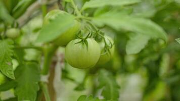 4K Closeup of cluster of ripe plum tomatoes in green foliage on bush. Growing of vegetables in greenhouse. High quality FullHD footage video