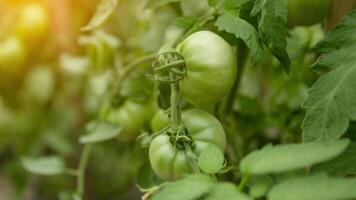 4K Closeup of cluster of ripe plum tomatoes in green foliage on bush. Growing of vegetables in greenhouse. High quality FullHD footage video