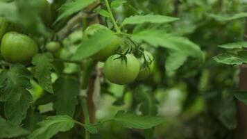 Closeup of cluster of ripe plum tomatoes in green foliage on bush. Growing of vegetables in greenhouse. High quality FullHD footage video