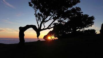 Silhouette of Tree of Fanal Forest at Sunrise. Cloud Inversion. Aerial Drone Shot. Madeira, Portugal. Moving Sideways at Low Level video