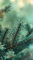 vertical 4K captures close-up, detailed pine tree needles with a soft, bokeh background. The natural light highlights the texture and colors, creating a serene and festive video