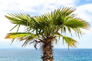 A close-up shot of a palm tree with lush green leaves, standing tall against a backdrop of blue water and white clouds in the sky. The image captures the beauty of a tropical landscape, with the palm tree adding a touch of natural splendor to the scene. photo