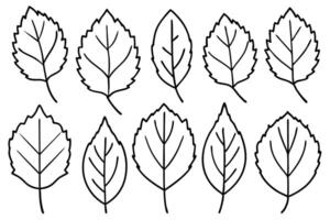 Aspen leaf line art design hand drawing sketch vector