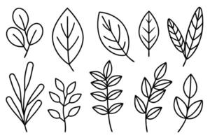Eucalyptus leaf line art design illustration leaf design element vector