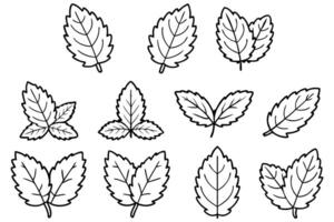 Mint leaf line art design creative nature display vector
