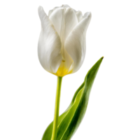 A single white color tulip flower png