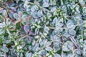 Selective focus. First frost on a frozen field plants, late autumn close-up. Beautiful abstract frozen microcosmos pattern. Freezing weather frost action in nature. Floral backdrop. photo
