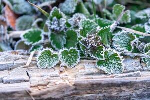 Selective focus. First frost on a frozen field plants, late autumn close-up. Beautiful abstract frozen microcosmos pattern. Freezing weather frost action in nature. Floral backdrop. photo