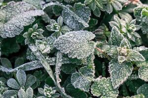 Selective focus. First frost on a frozen field plants, late autumn close-up. Beautiful abstract frozen microcosmos pattern. Freezing weather frost action in nature. Floral backdrop. photo