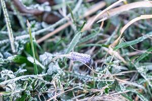 Selective focus. First frost on a frozen field plants, late autumn close-up. Beautiful abstract frozen microcosmos pattern. Freezing weather frost action in nature. Floral backdrop. photo