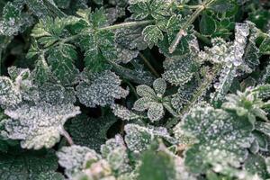 Selective focus. First frost on a frozen field plants, late autumn close-up. Beautiful abstract frozen microcosmos pattern. Freezing weather frost action in nature. Floral backdrop. photo