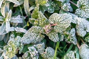 Selective focus. First frost on a frozen field plants, late autumn close-up. Beautiful abstract frozen microcosmos pattern. Freezing weather frost action in nature. Floral backdrop. photo