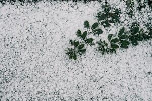 Selective focus. First snow on a frozen field plants, late autumn close-up. Beautiful abstract frozen microcosmos pattern. Freezing weather frost action in nature. Floral backdrop. photo