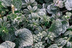 Selective focus. First frost on a frozen field plants, late autumn close-up. Beautiful abstract frozen microcosmos pattern. Freezing weather frost action in nature. Floral backdrop. photo