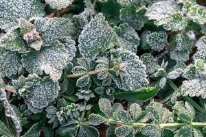 Selective focus. First frost on a frozen field plants, late autumn close-up. Beautiful abstract frozen microcosmos pattern. Freezing weather frost action in nature. Floral backdrop. photo