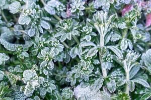 Selective focus. First frost on a frozen field plants, late autumn close-up. Beautiful abstract frozen microcosmos pattern. Freezing weather frost action in nature. Floral backdrop. photo