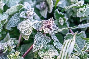 Selective focus. First frost on a frozen field plants, late autumn close-up. Beautiful abstract frozen microcosmos pattern. Freezing weather frost action in nature. Floral backdrop. photo