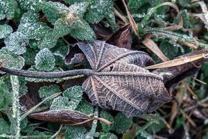 Selective focus. First frost on a frozen field plants, late autumn close-up. Beautiful abstract frozen microcosmos pattern. Freezing weather frost action in nature. Floral backdrop. photo