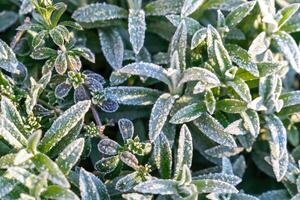 Selective focus First frost on a frozen field plants, late autumn close-up. Beautiful abstract frozen microcosmos pattern. Freezing weather frost action in nature. Floral backdrop Cerastium tomentosum photo