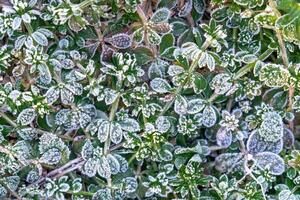 Selective focus. First frost on a frozen field plants, late autumn close-up. Beautiful abstract frozen microcosmos pattern. Freezing weather frost action in nature. Floral backdrop. photo