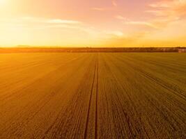 Aerial view on green wheat field in countryside. Field of wheat blowing in the wind on sunset. Young and green Spikelets. Ears of barley crop in nature. Agronomy, industry and food production. photo