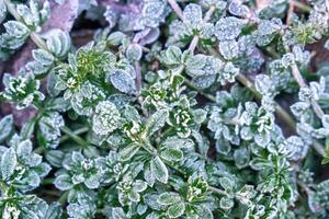 Selective focus. First frost on a frozen field plants, late autumn close-up. Beautiful abstract frozen microcosmos pattern. Freezing weather frost action in nature. Floral backdrop. photo