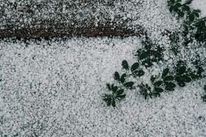 Selective focus. First snow on a frozen field plants, late autumn close-up. Beautiful abstract frozen microcosmos pattern. Freezing weather frost action in nature. Floral backdrop. photo