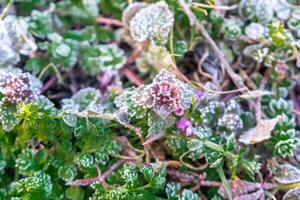 Selective focus. First frost on a frozen field plants, late autumn close-up. Beautiful abstract frozen microcosmos pattern. Freezing weather frost action in nature. Floral backdrop. photo