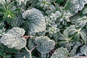 Selective focus. First frost on a frozen field plants, late autumn close-up. Beautiful abstract frozen microcosmos pattern. Freezing weather frost action in nature. Floral backdrop. photo