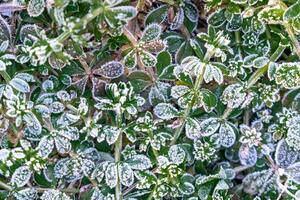 Selective focus. First frost on a frozen field plants, late autumn close-up. Beautiful abstract frozen microcosmos pattern. Freezing weather frost action in nature. Floral backdrop. photo