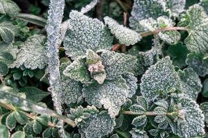 Selective focus. First frost on a frozen field plants, late autumn close-up. Beautiful abstract frozen microcosmos pattern. Freezing weather frost action in nature. Floral backdrop. photo
