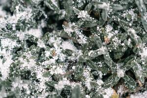 Selective focus. First snow on a frozen field plants, late autumn close-up. Beautiful abstract frozen microcosmos pattern. Freezing weather frost action in nature. Floral backdrop. photo