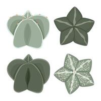 Set of succulent astrophytum myriotigma vector