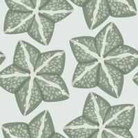 Succulent astrophytum myriotigma seamless pattern vector