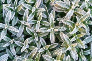 Selective focus First frost on a frozen field plants, late autumn close-up. Beautiful abstract frozen microcosmos pattern. Freezing weather frost action in nature. Floral backdrop Cerastium tomentosum photo