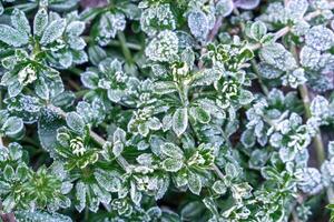Selective focus. First frost on a frozen field plants, late autumn close-up. Beautiful abstract frozen microcosmos pattern. Freezing weather frost action in nature. Floral backdrop. photo