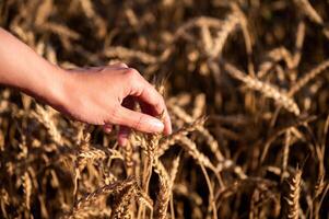 Checking the quality of wheat. Farmer with ears of wheat in a wheat field. Harvesting. Agribusiness photo