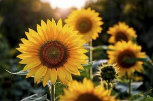 Sunflower in Full Bloom on a Sunny Day photo