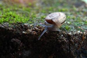 Cryptozona siamensis is a land snail that breathes using lungs. There are two genders in the same body. Most will cross breed. Found scattered throughout every region of Thailand. photo