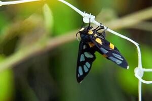 Wasp Moth is an insect in the order Butterfly with a black body decorated with yellow stripes across the body. The black wings are decorated with 7 clear colorless points per wing. photo