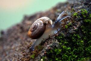 Cryptozona siamensis is a land snail that breathes using lungs. There are two genders in the same body. Most will cross breed. Found scattered throughout every region of Thailand. photo