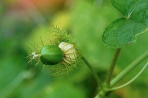 Stinking passionflower. It is a climbing vine similar to a gourd with small thorns. The fruit is quite round. It has green bracts when young. When cooked it turns yellowish-orange. photo