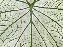 Closeup of the leaf pattern of Caladium bicolor Vent. It is a tuber and succulent plant that absorbs and transpires water quickly. The leaves are heart shaped and come in a variety of colors. photo