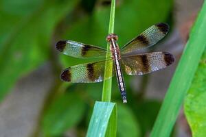 A dragonfly sits on top of the grass. It is an insect whose larvae live in water. Adults live on land and have wings to fly. photo