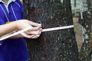An Asian child uses a tape measure to measure the circumference of a tree trunk. To study the carbon storage of trees photo