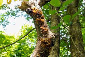Jelly ears grow on the trunks of dead trees in the forest. Classified in the group of fungi. It looks like a clear jelly-like sheet. The flesh is soft and tough and has a brown color. photo